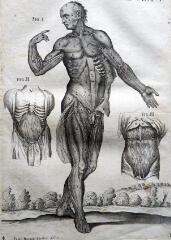 ouvrir dans la visionneuse : 1 vue Théories, découvertes et expériences : le corps humain réinventé