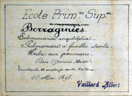 ouvrir dans la visionneuse : 1 vue Une dose d'exotisme dans le jardin des simples : évolution de la pharmacopée